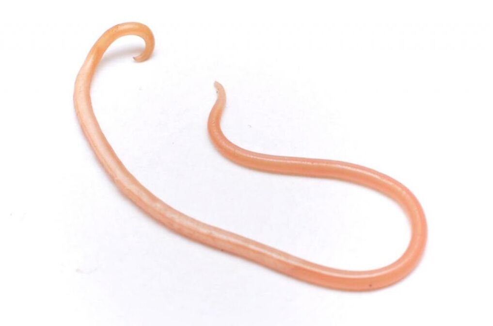 Ascaris ist einer der beliebtesten Würmer. 