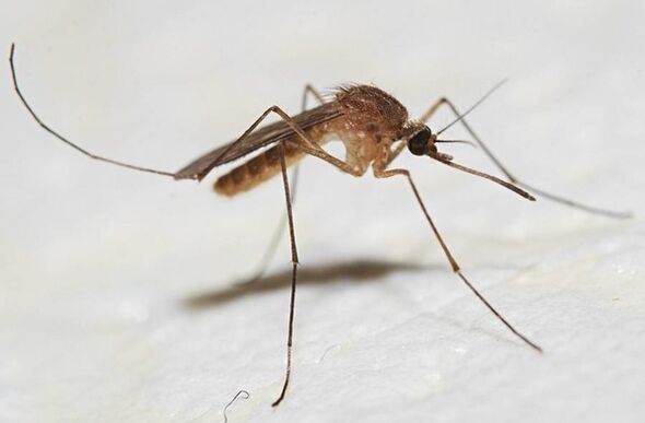 Mücken sind die Hauptüberträger von Hautparasiten. 